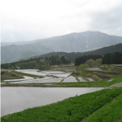 美しい！棚田の水はり